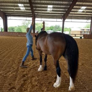 Yoga with Horses at Equest